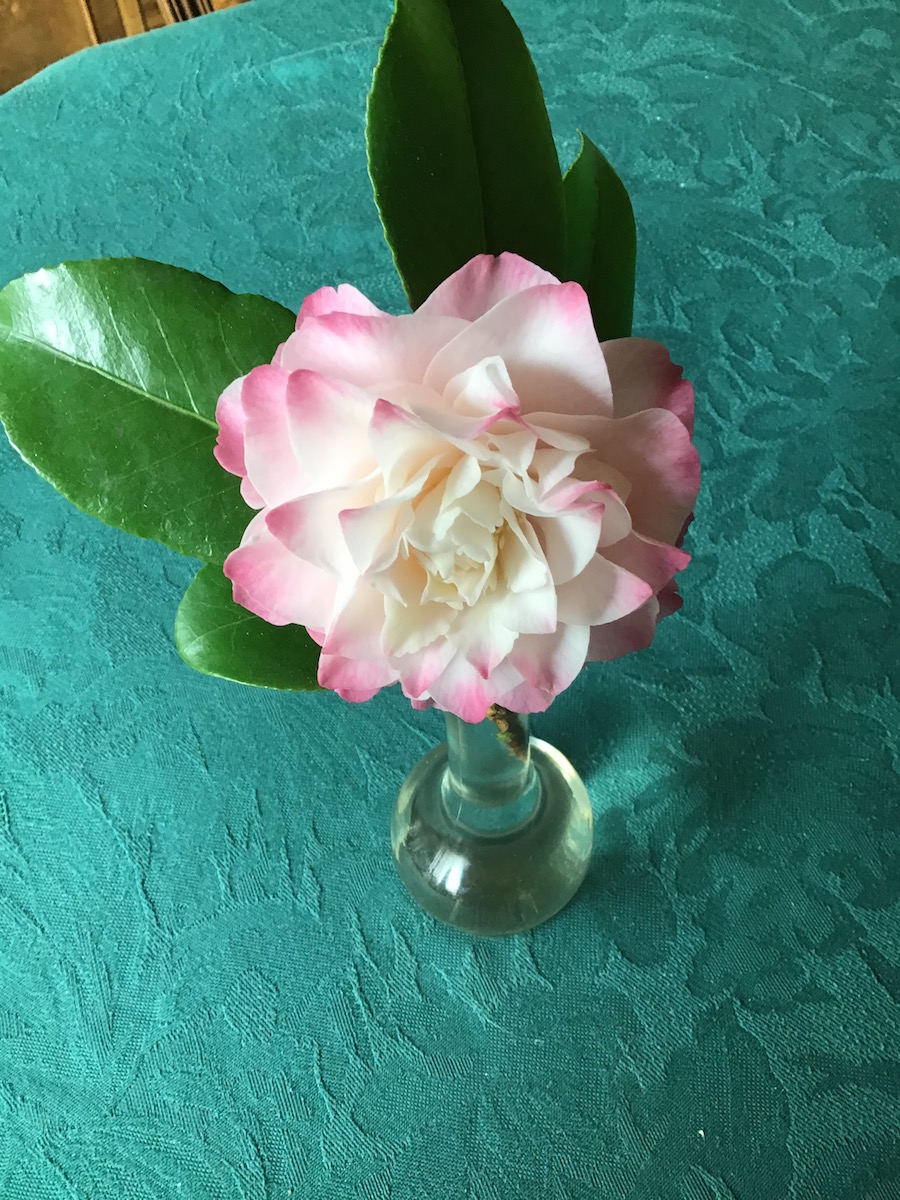 Nuccio's Jewel